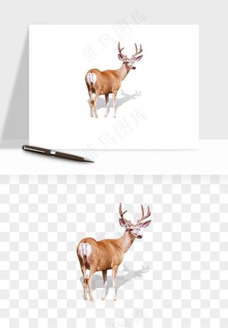 手绘梅花鹿小鹿麋鹿png免抠