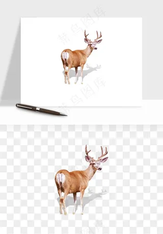 手绘梅花鹿小鹿麋鹿png免抠