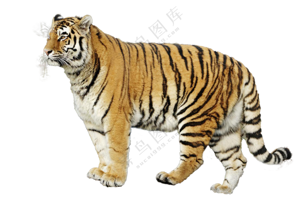 老虎免扣图