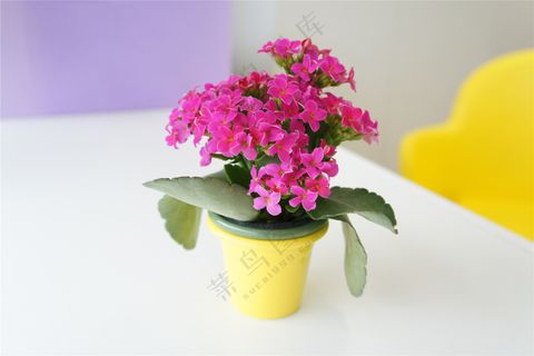 美丽花朵盆栽 美丽花朵盆栽