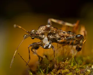 微观世界之森林奇遇