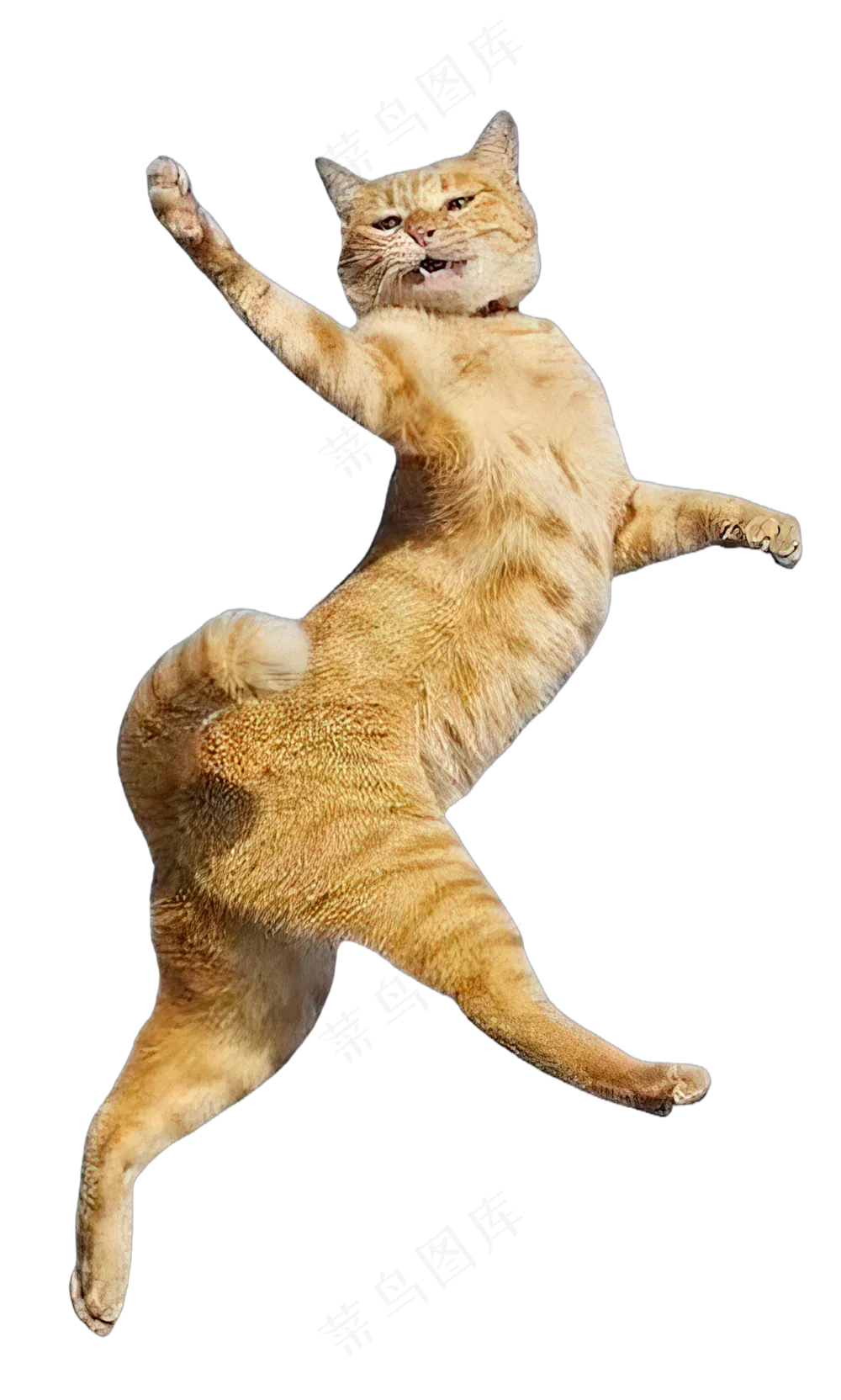 png免抠搞笑有趣动物