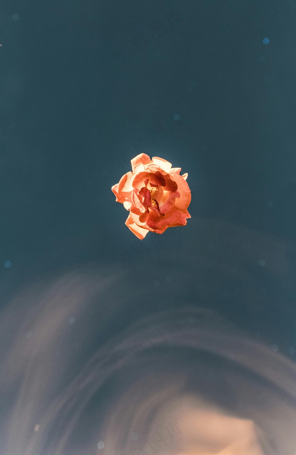免费 橙花 深色背景 海洋 天空