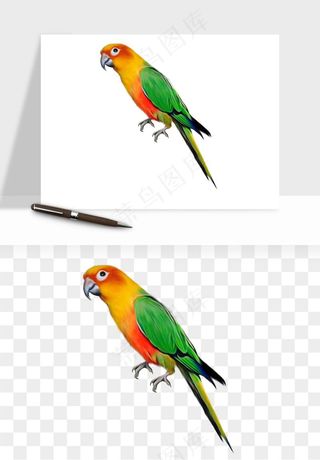 鹦鹉八哥鸟宠物png免抠