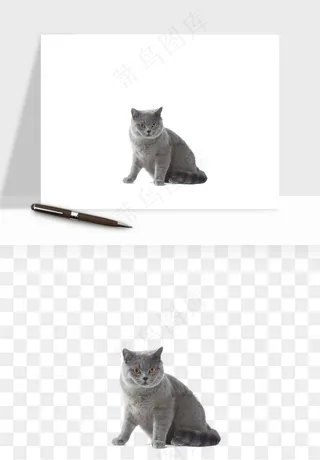 猫咪喵星人狗狗宠物元素png免抠