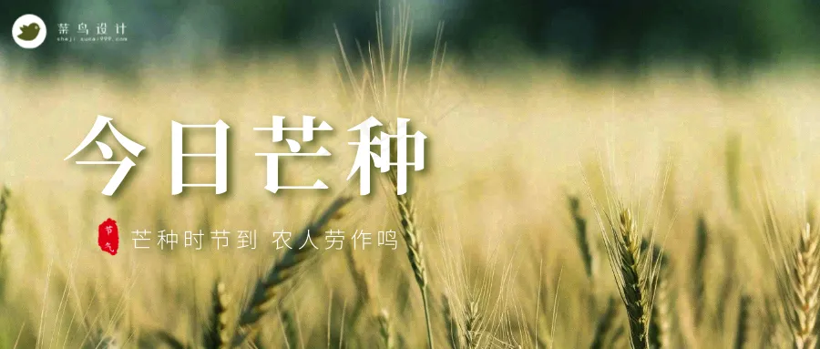 芒种公众号首图