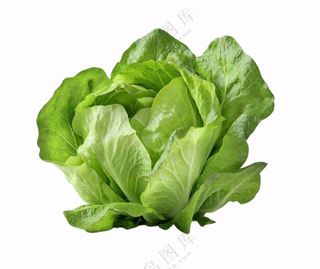 青菜生菜蔬菜免抠