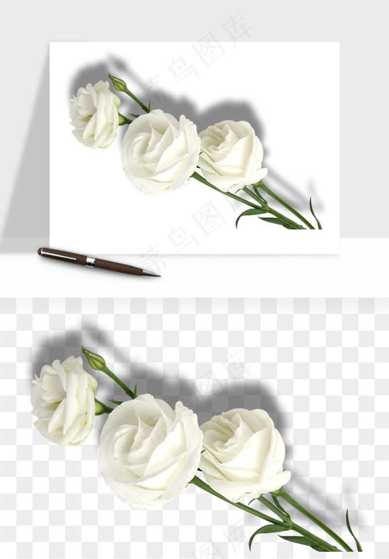 白玫瑰花枝花束png免抠