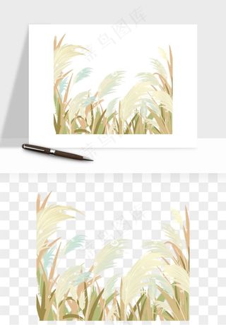 植物芦苇蒲苇香蒲png免抠
