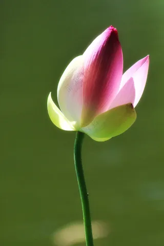 含苞待放莲花花苞图片