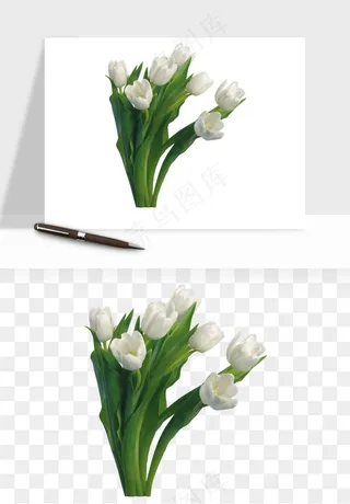 荷兰郁金香鲜花png免抠