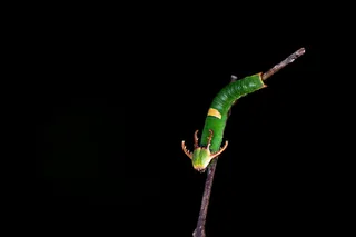 绿意盎然-自然写真-用于科普教育宣传