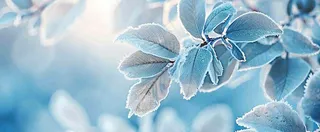 冬天植物上的白霜白雪寒冷霜降小寒摄影图