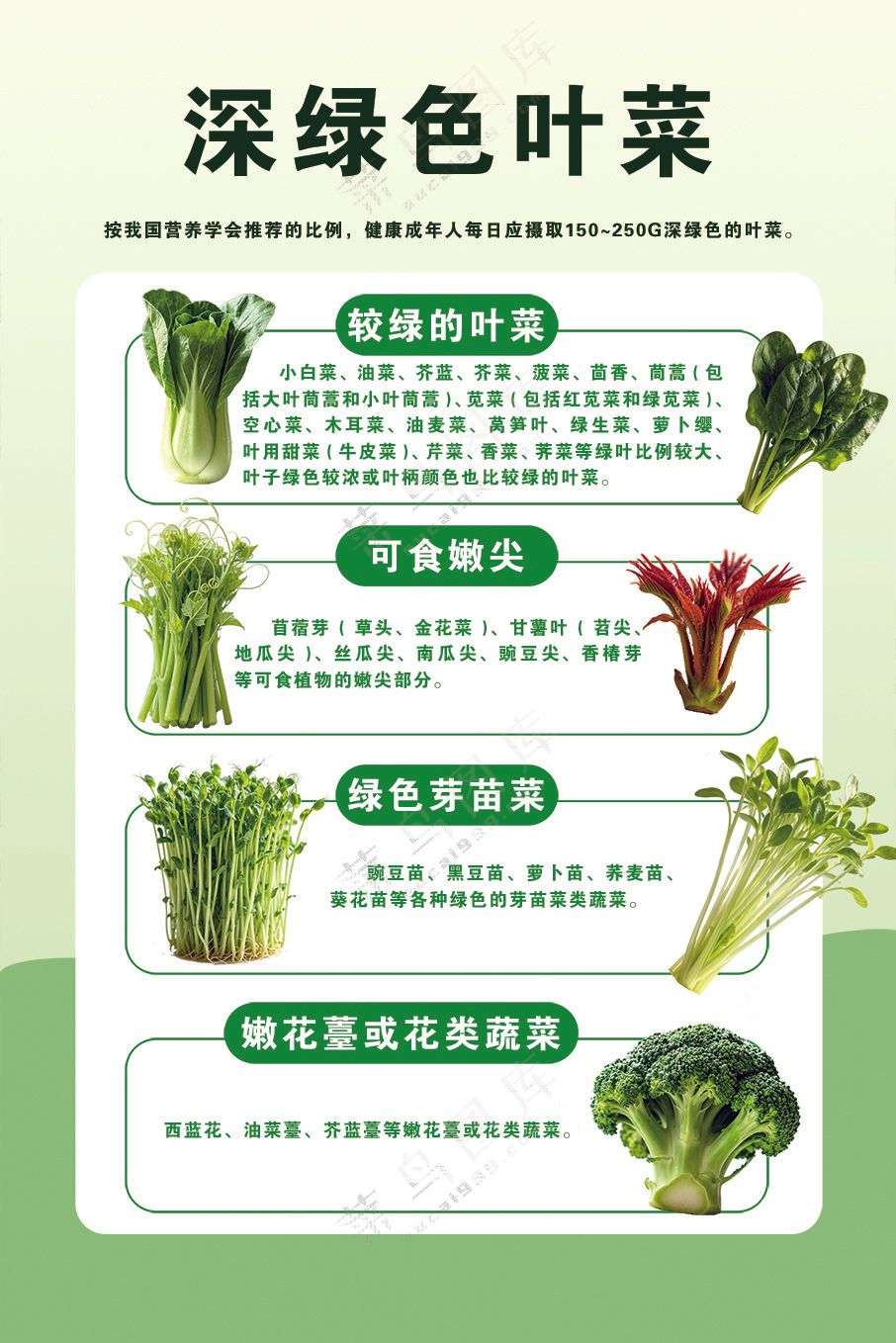 冷色调深绿色叶菜种类