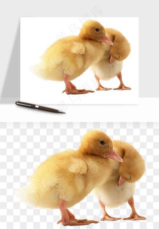 鸭子小鸭png免抠