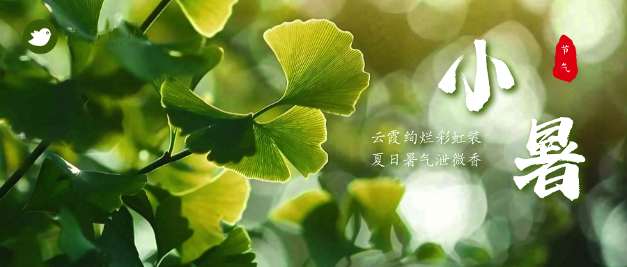 小暑公众号首图