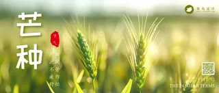 芒种公众号首图