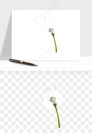 唯美蒲公英种子png免抠