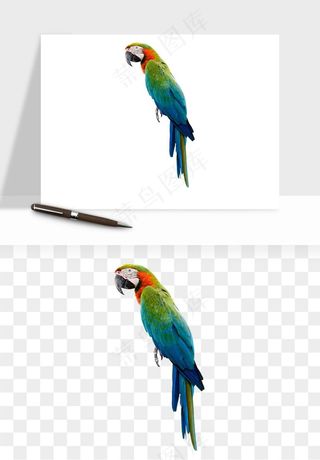 鹦鹉八哥鸟宠物png免抠