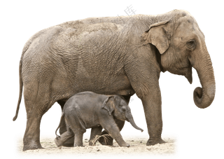 带领着幼崽一同前行的大象免抠图片