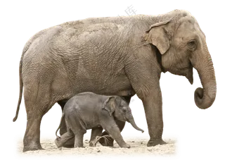 带领着幼崽一同前行的大象免抠图片