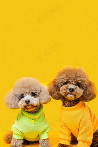 宠物美容院猫狗卡通插画背景