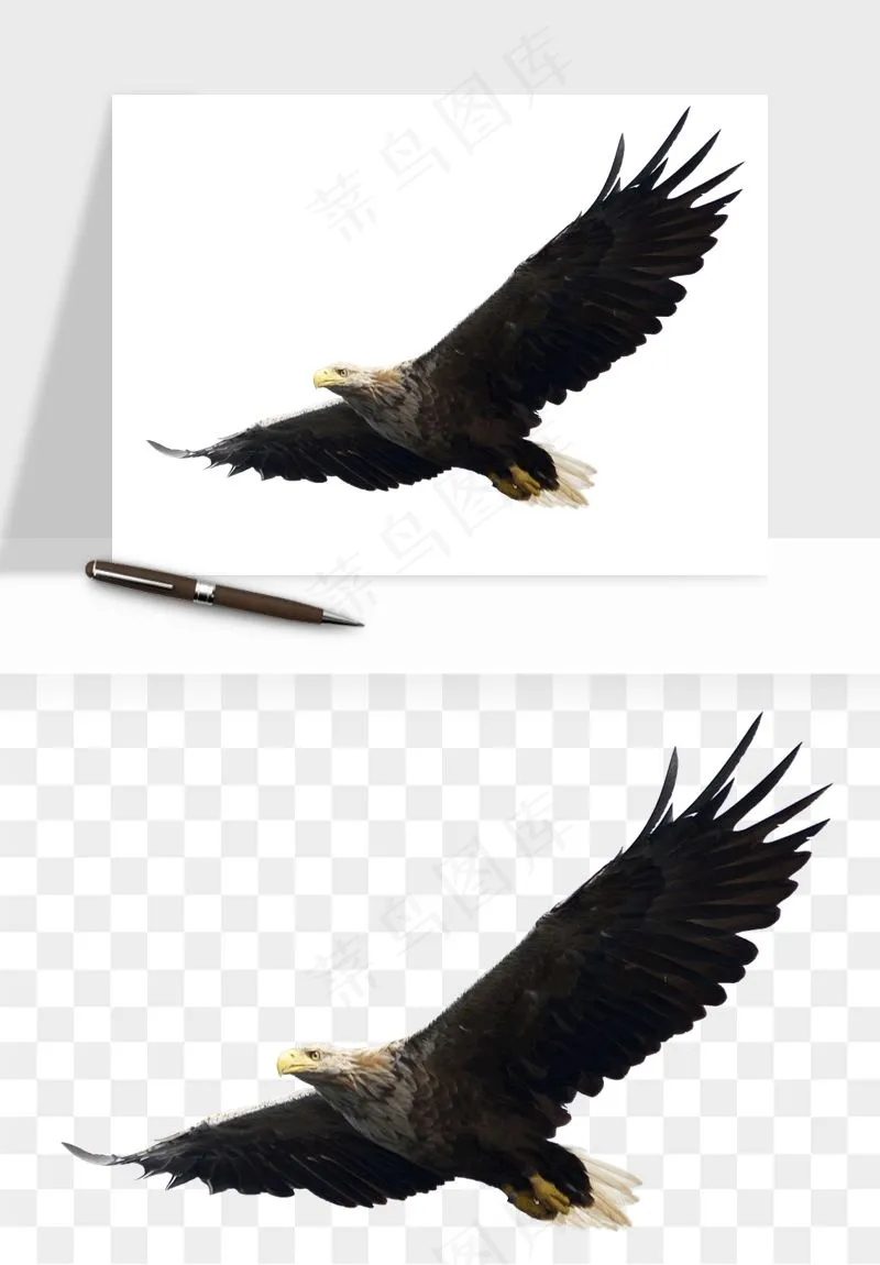 老鹰雄鹰展翅png免抠