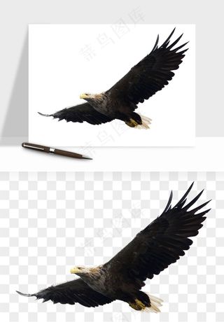 老鹰雄鹰展翅png免抠