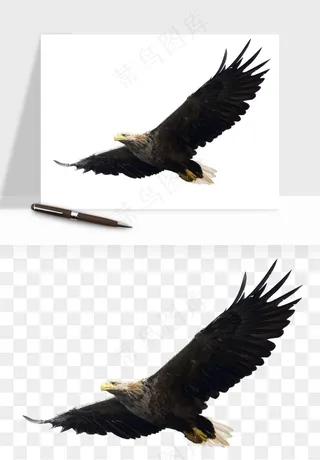 老鹰雄鹰展翅png免抠