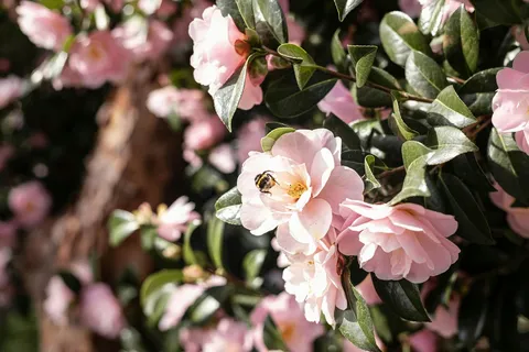 阳光下的粉色花海