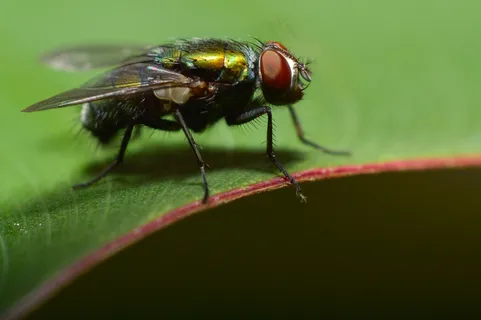 绿叶上的金属光泽——一只用于生物研究的果蝇 绿叶上的金属光泽——一只用于生物研究的果蝇