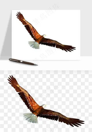 老鹰雄鹰展翅png免抠
