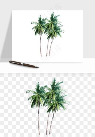 棕榈树椰树png免抠