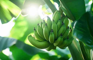 香蕉树芭蕉叶青香蕉水果摄影图
