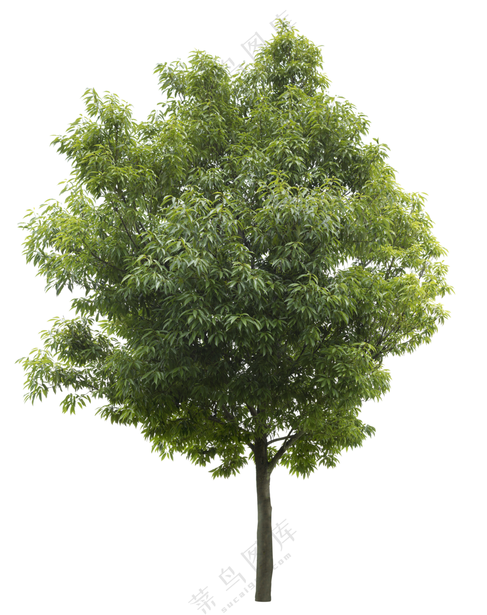 PNG免扣植物树木拼贴素材