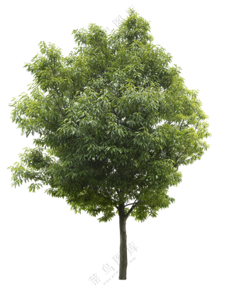 PNG免扣植物树木拼贴素材