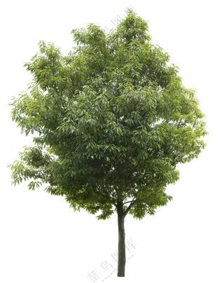 PNG免扣植物树木拼贴素材