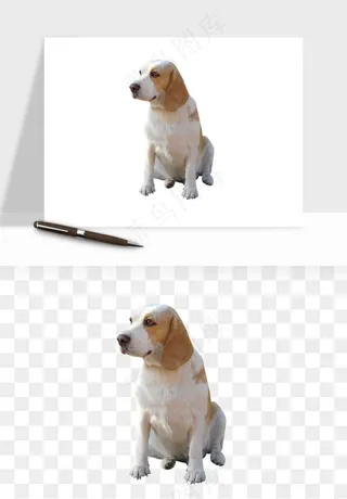 猫咪喵星人狗狗宠物元素png免抠