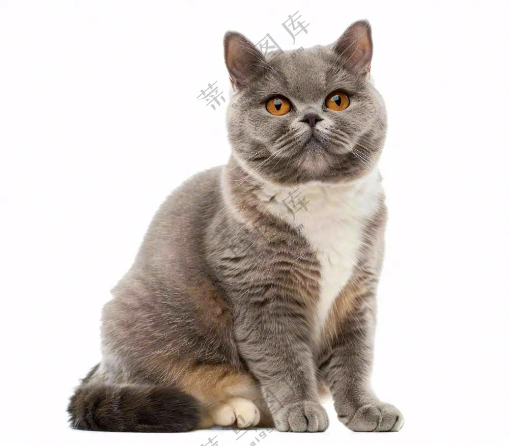 可爱小猫萌宠宠物动物免抠