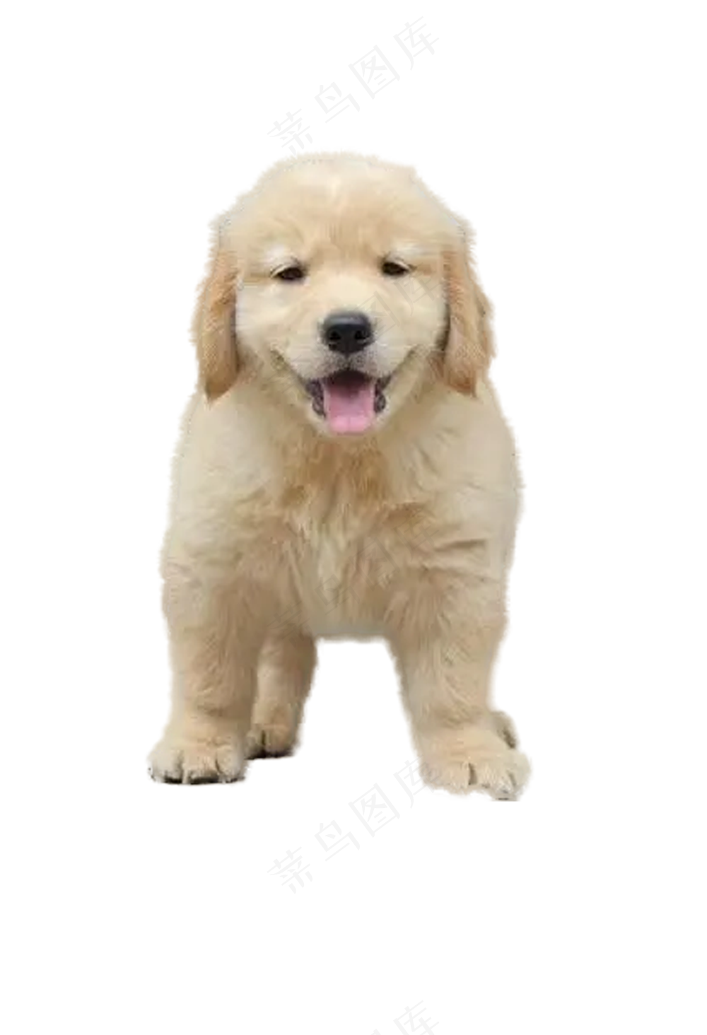金毛免抠15