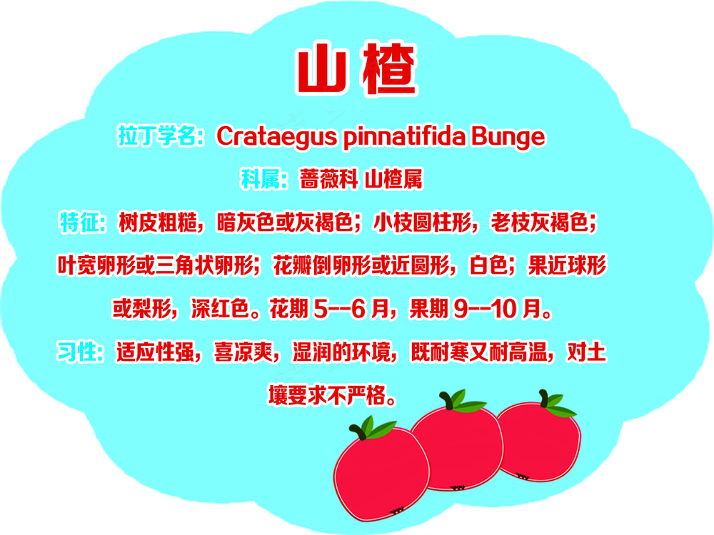 云彩形 山楂树牌
