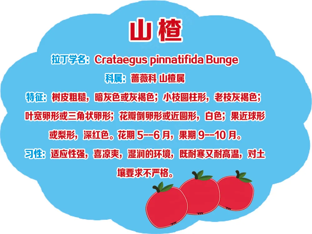 云彩形 山楂树牌