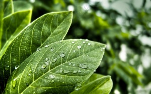 树叶上的雨滴
