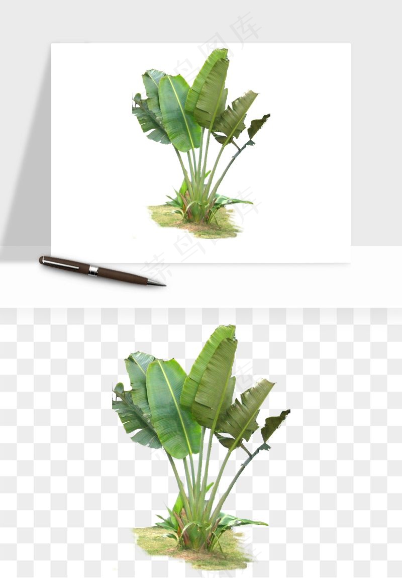 棕榈树椰树png免抠