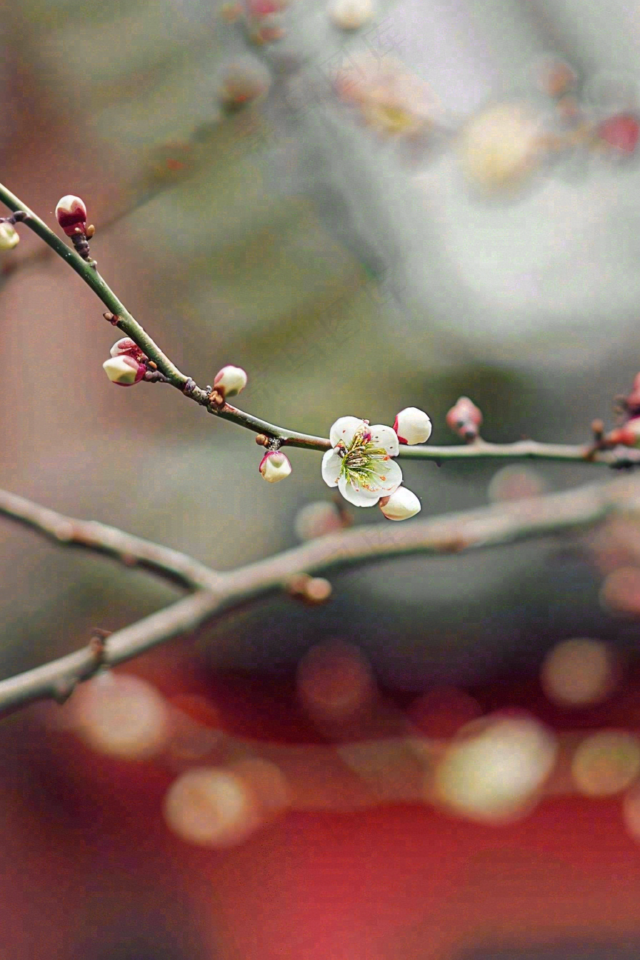 春天梅花桃花枝头发芽立春摄影图