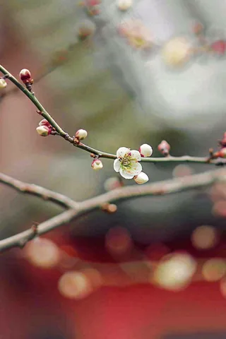 春天梅花桃花枝头发芽立春摄影图