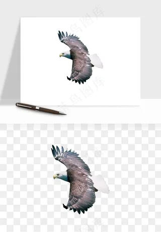 老鹰雄鹰展翅png免抠
