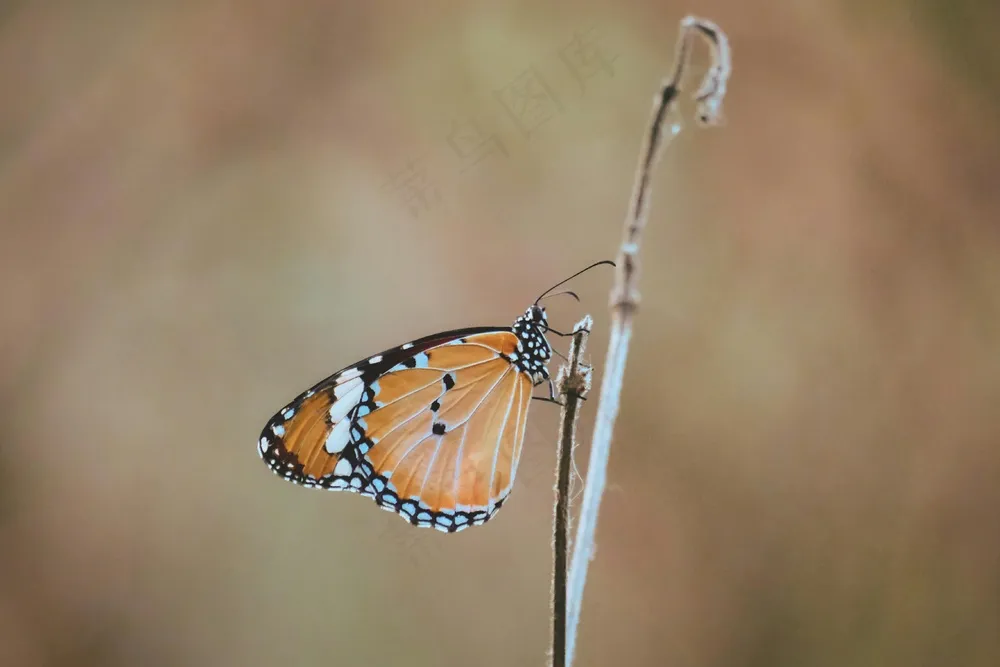 在微风中轻舞的彩蝶