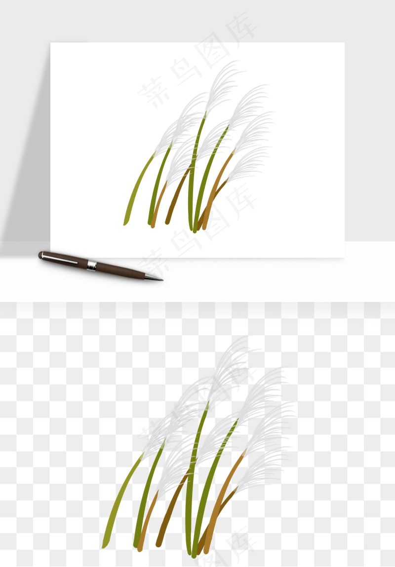 植物芦苇蒲苇香蒲png免抠