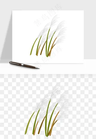 植物芦苇蒲苇香蒲png免抠